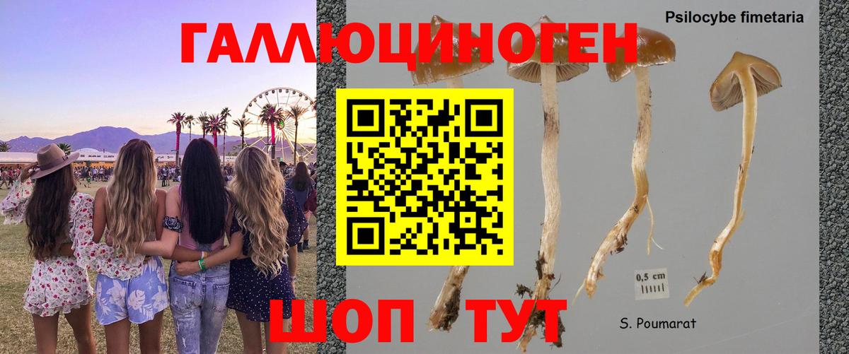 Галлюциногенные грибы Psilocybe  Вход с VPN  Острогожск 